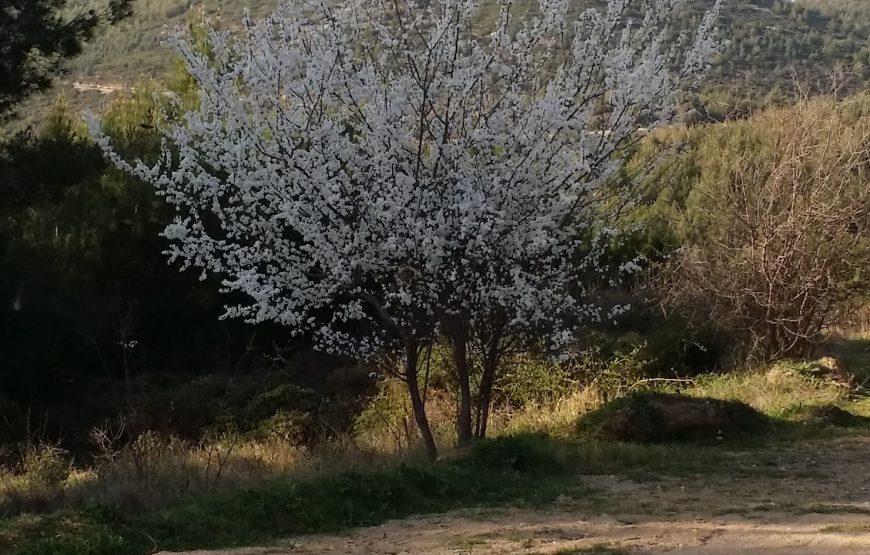 Trail Running Paradise at Seix Sou Foothills