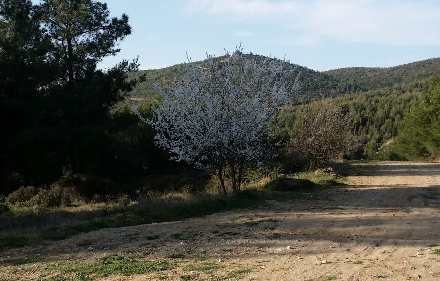 Trail Running Paradise at Seix Sou Foothills